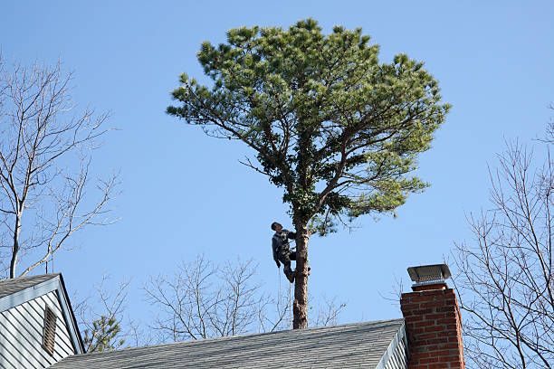 Leaf Removal in Country Lake Estates, NJ